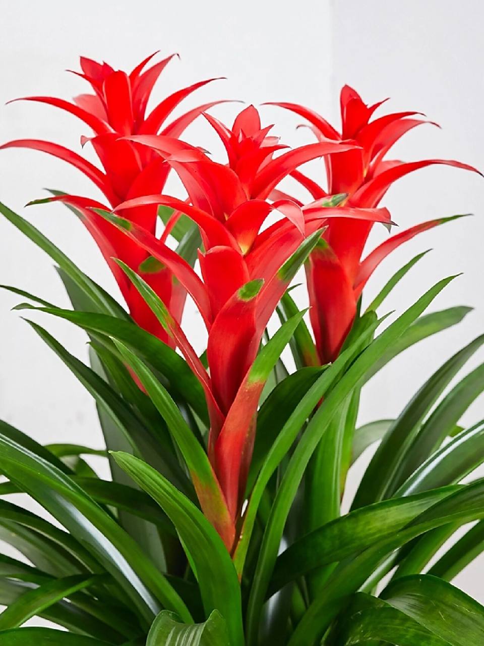 鸿运当头的寓意:好运;能够给人们带来正能量,鸿运当头的象征:好的运气