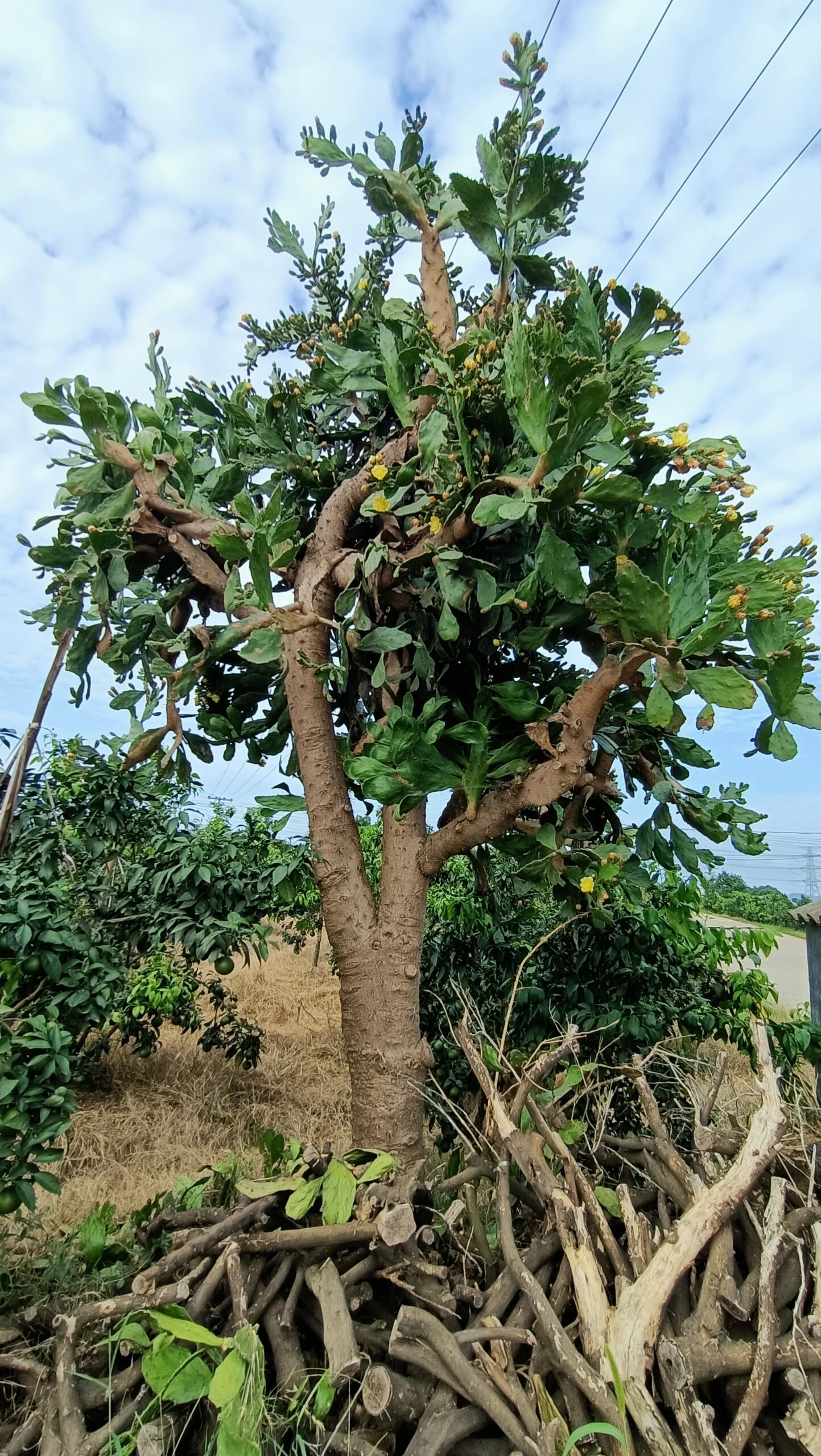 快要成精的仙人掌树