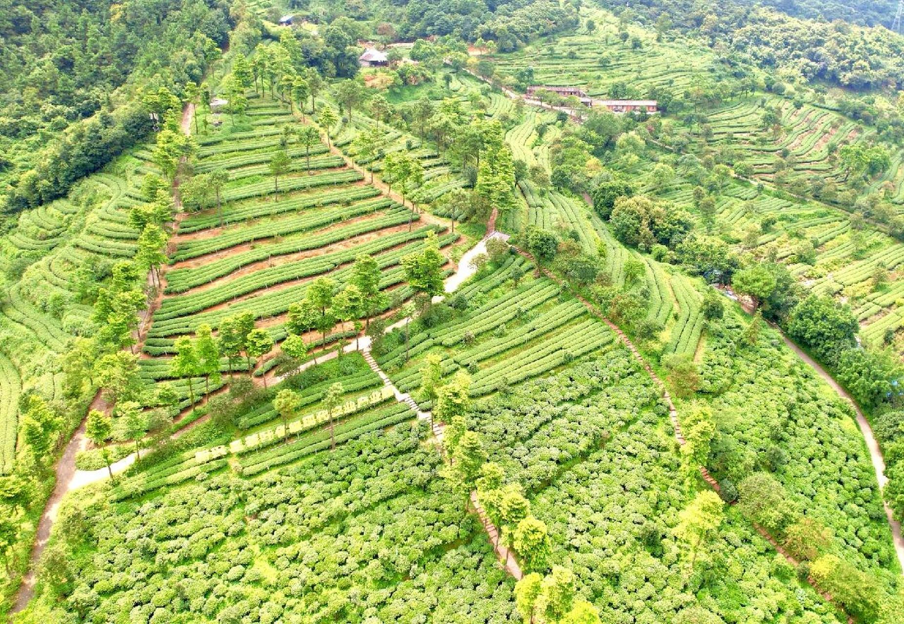 岭南十大茶园之一——云浮象窝山生态园94 92 象窝山生态园地处