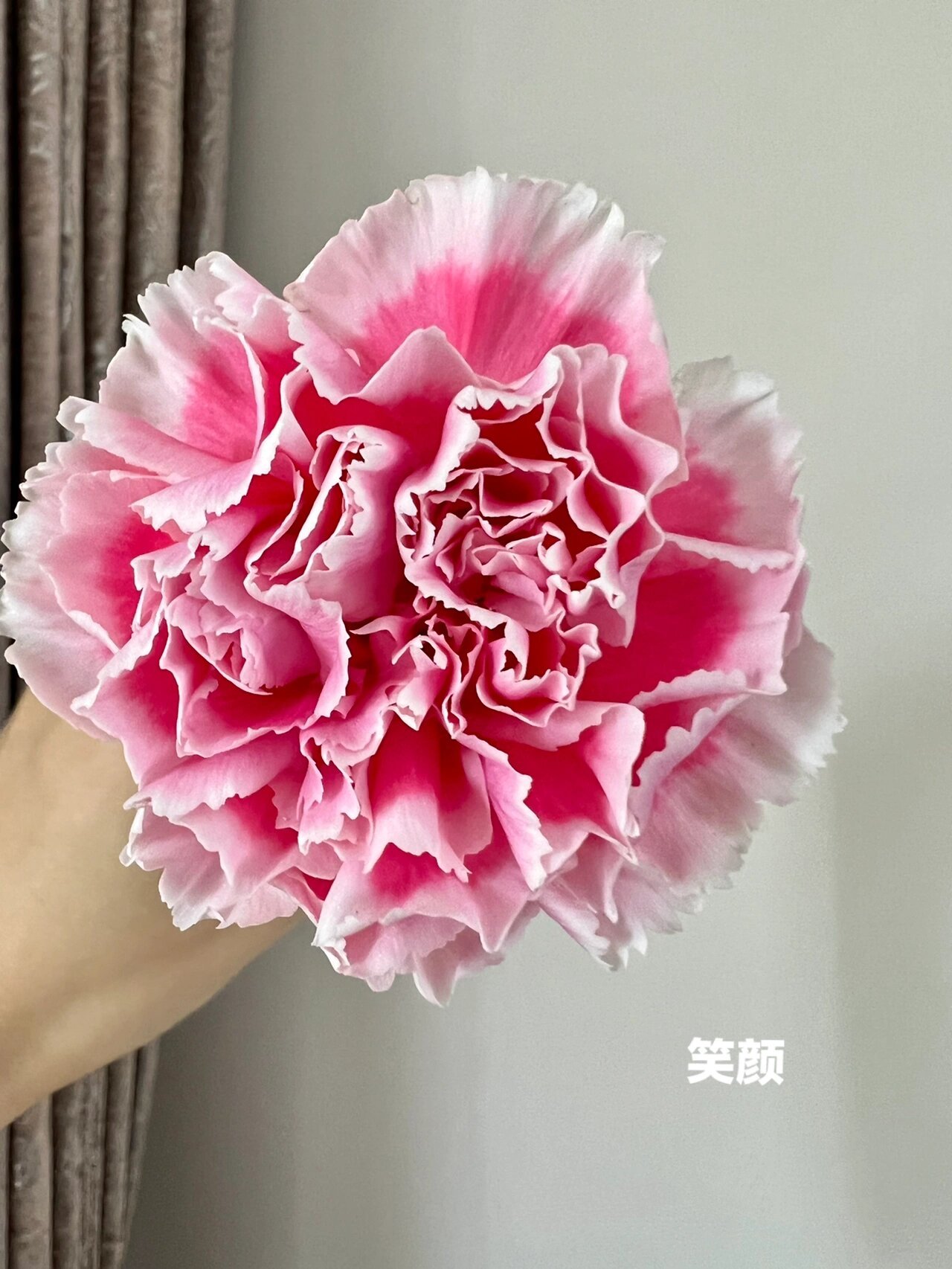 康乃馨·单头·笑颜