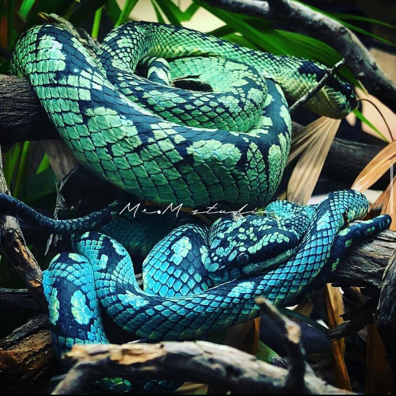 大自然的宠儿6015|斯里兰卡竹叶青 海岛竹叶青(拉丁学名