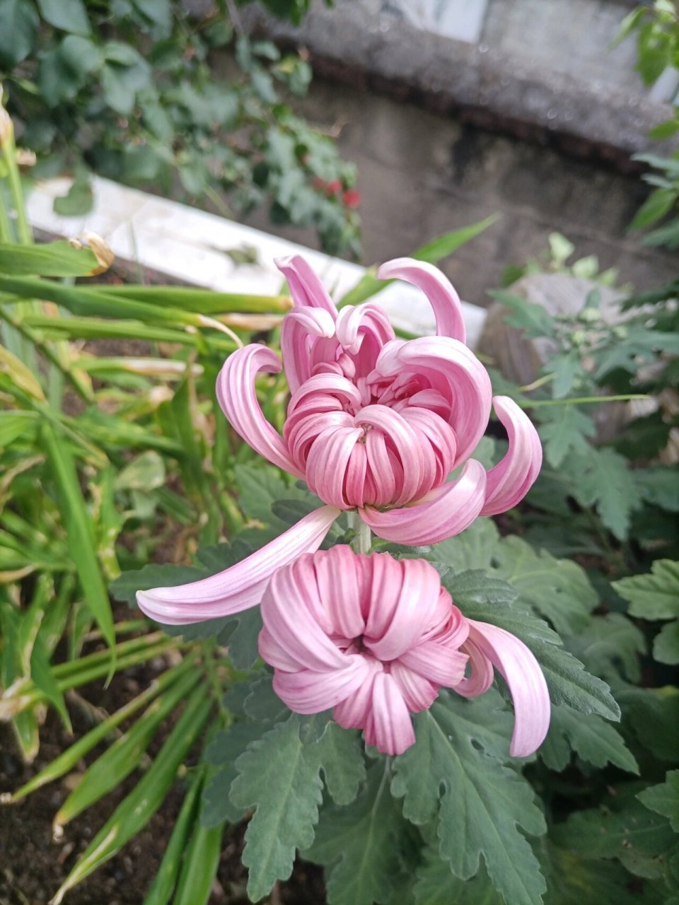 菊花的花骨朵儿图片