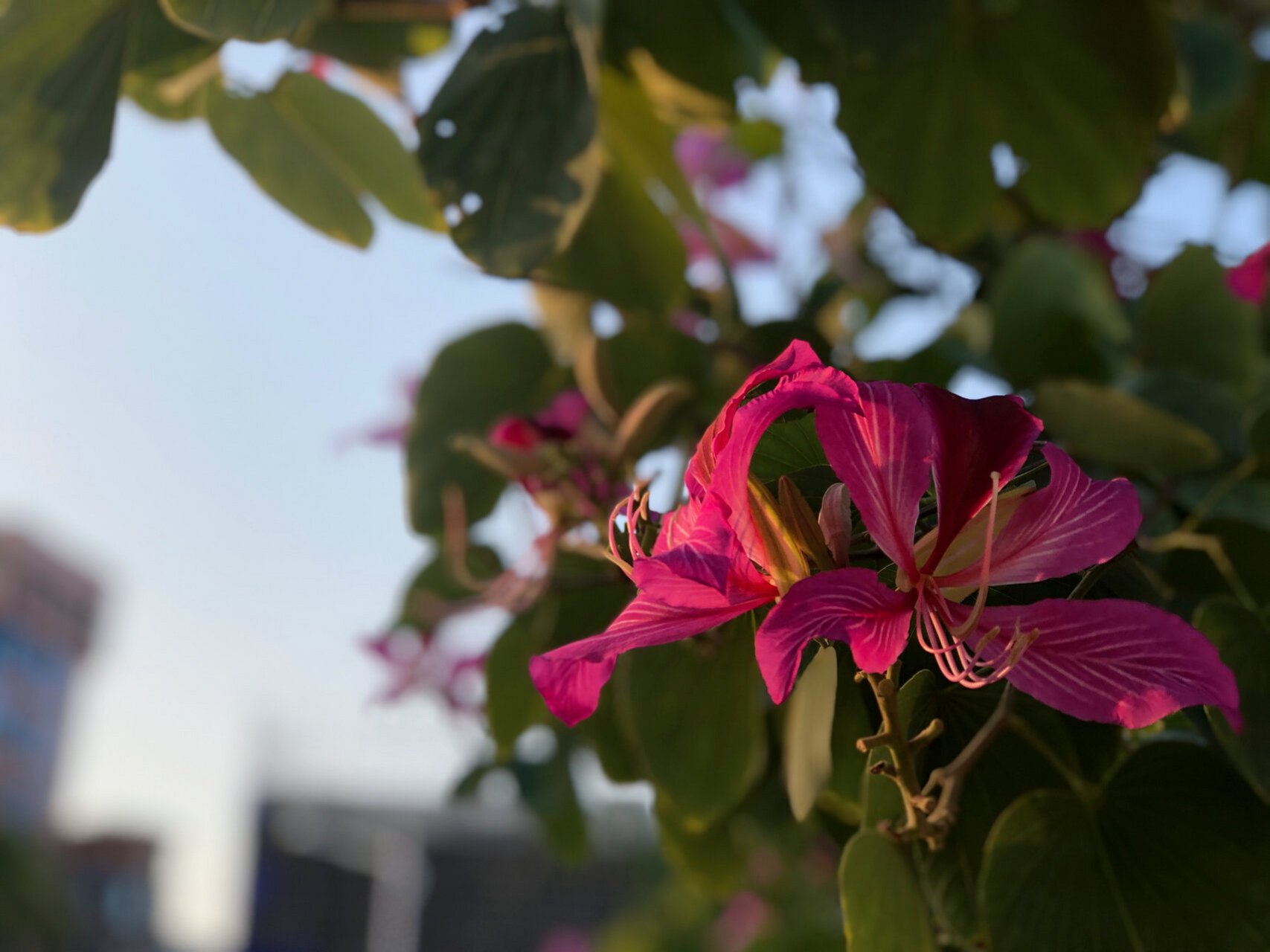 湛江市市花图片