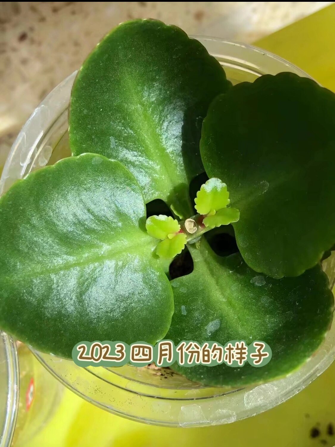 长寿花生长过程记录图片