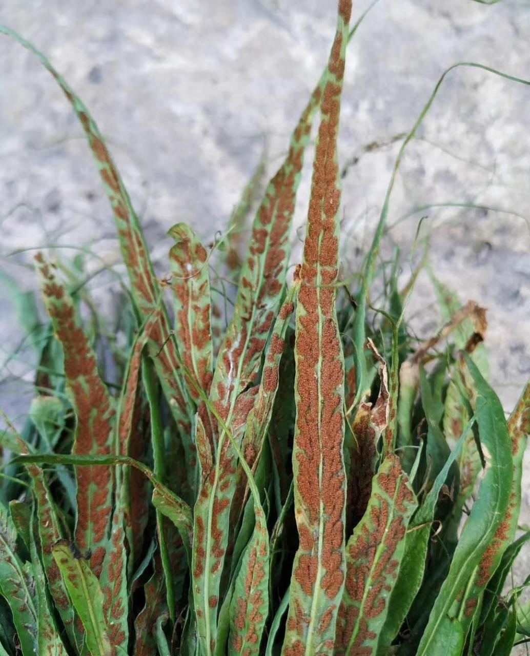 天中珍苑·野生马蹬草!