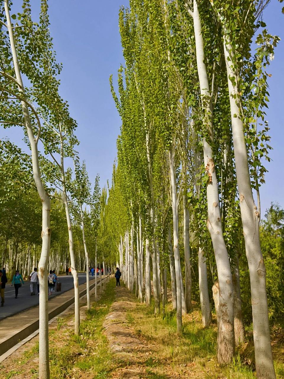 中国野菜图谱,每天介绍三种野菜之白杨树 白杨树	populus alba l.