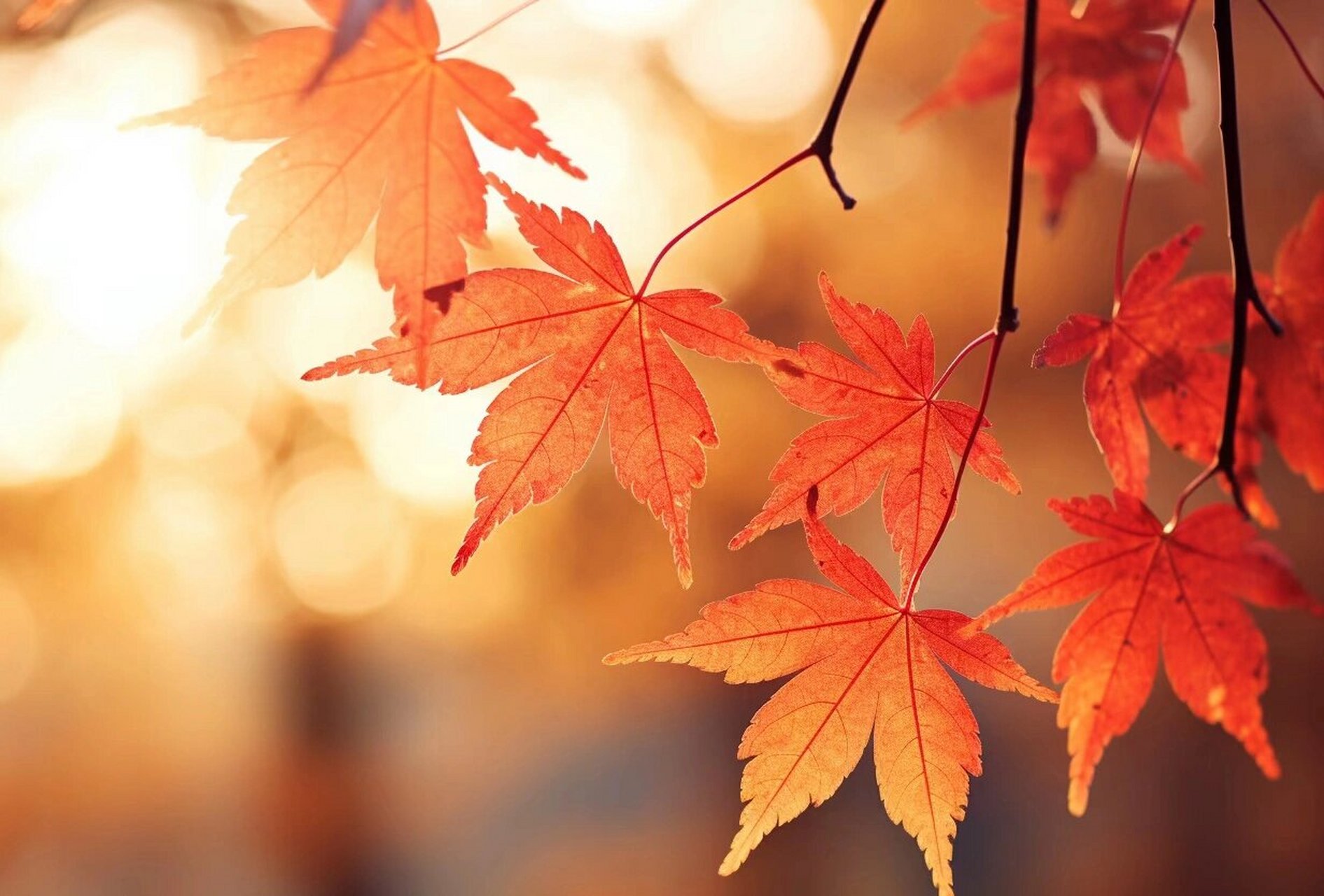 枫叶红了 秋天来了,其它树的叶子都开始枯黄凋落,而这时才是枫树最