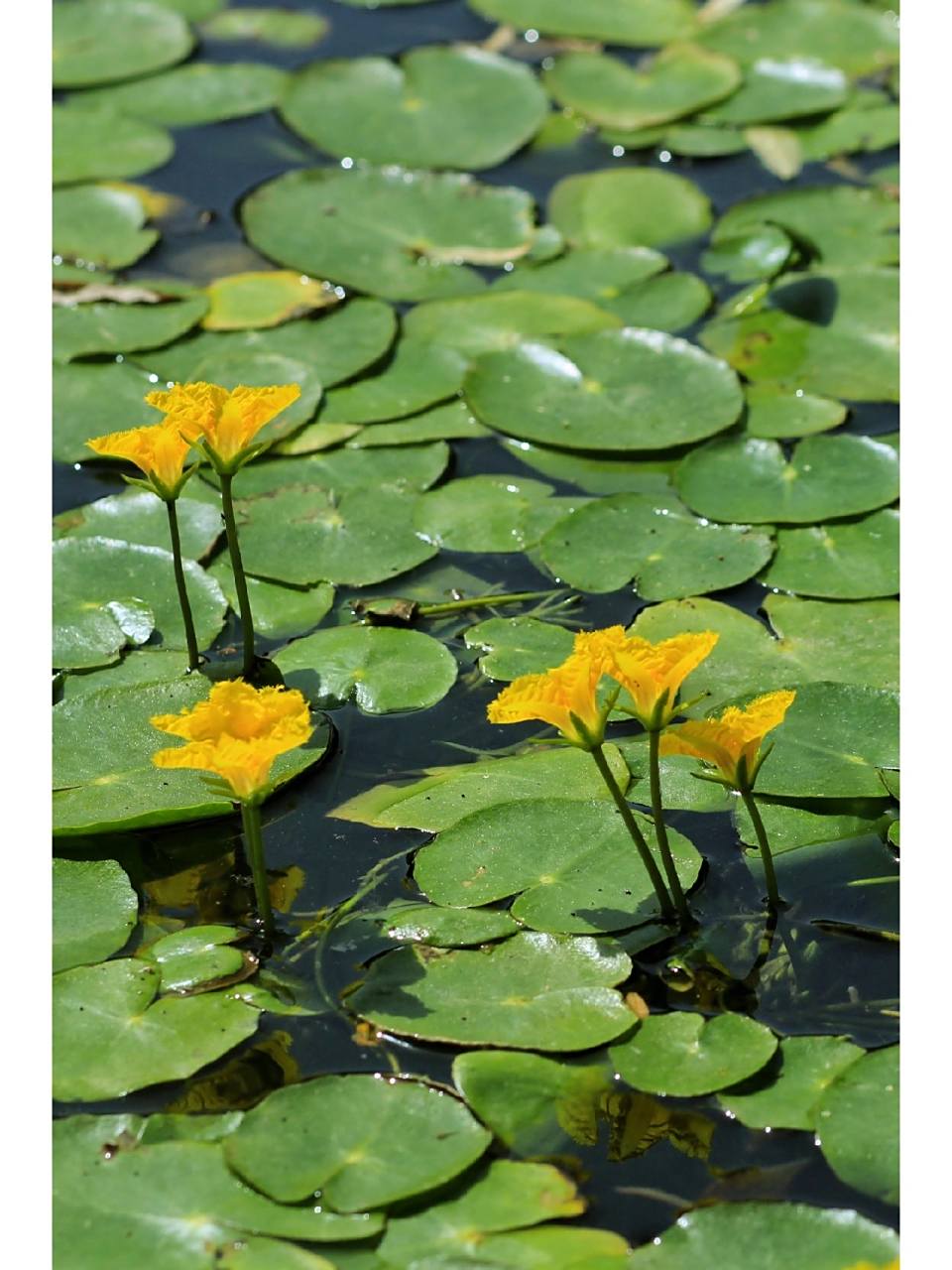 参差荇菜,左右芼之".