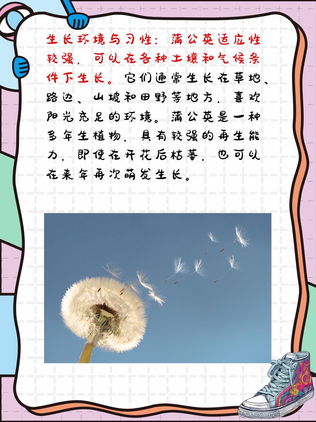 蒲公英的外形和特点