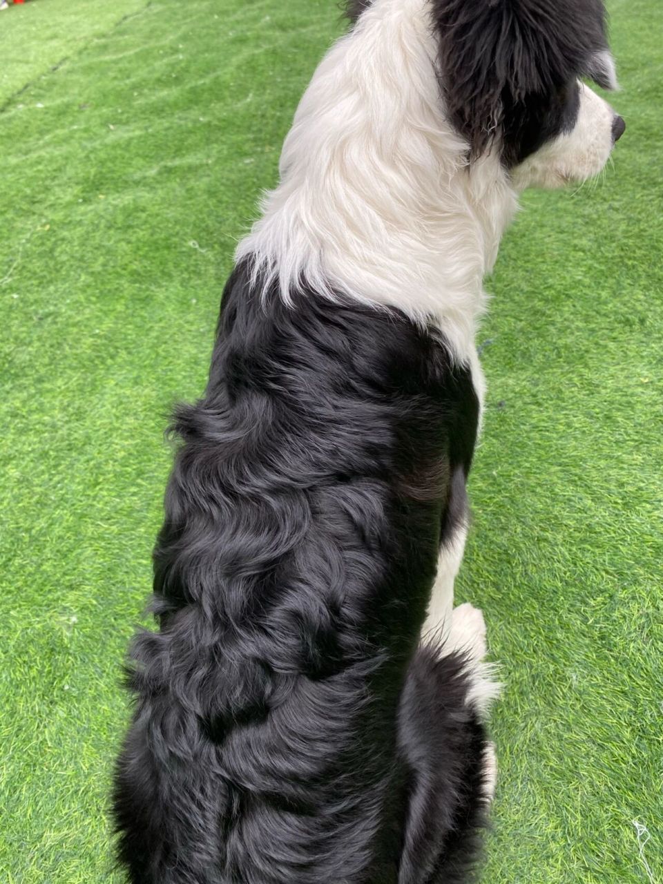 边牧新品种-卷毛边牧 孩子六个月偷偷去烫了头