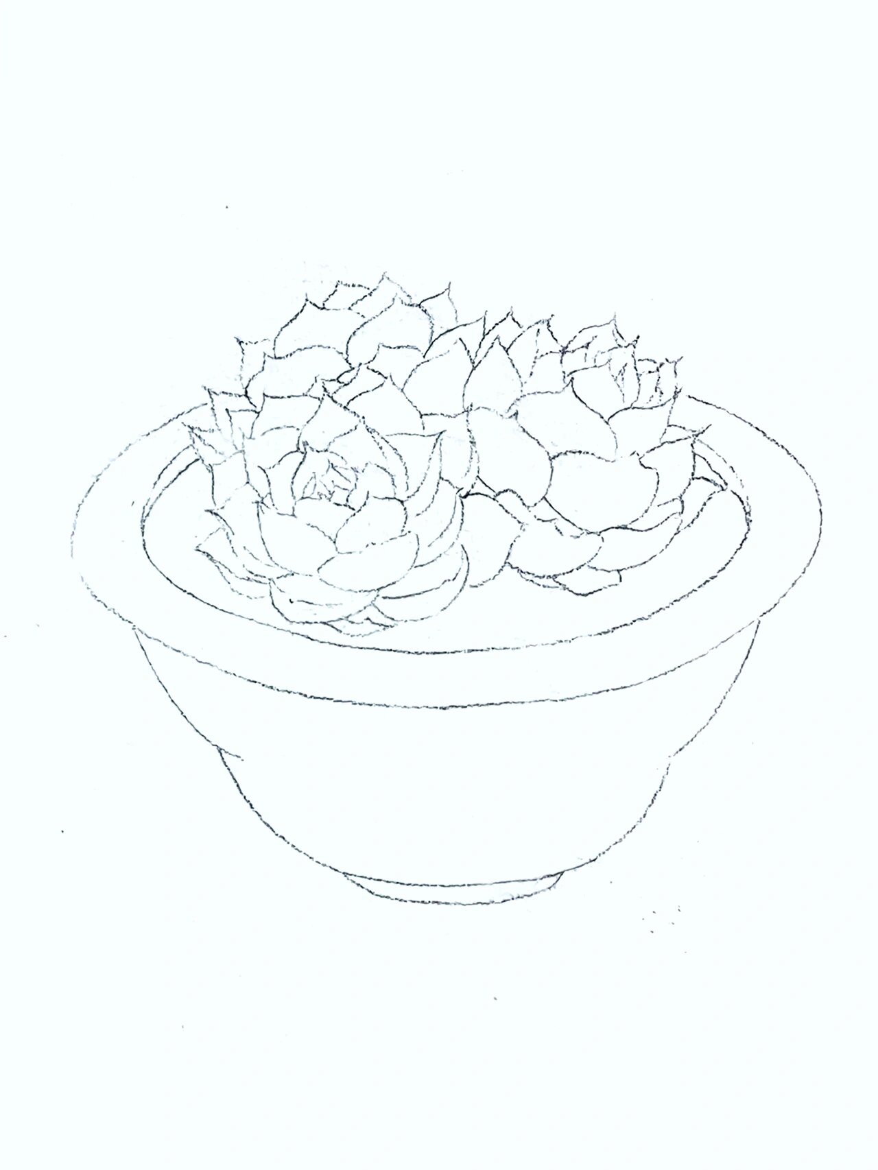 水彩多肉00侧影78|水彩教程(附线稿) 92你似雾 似95 又似雨