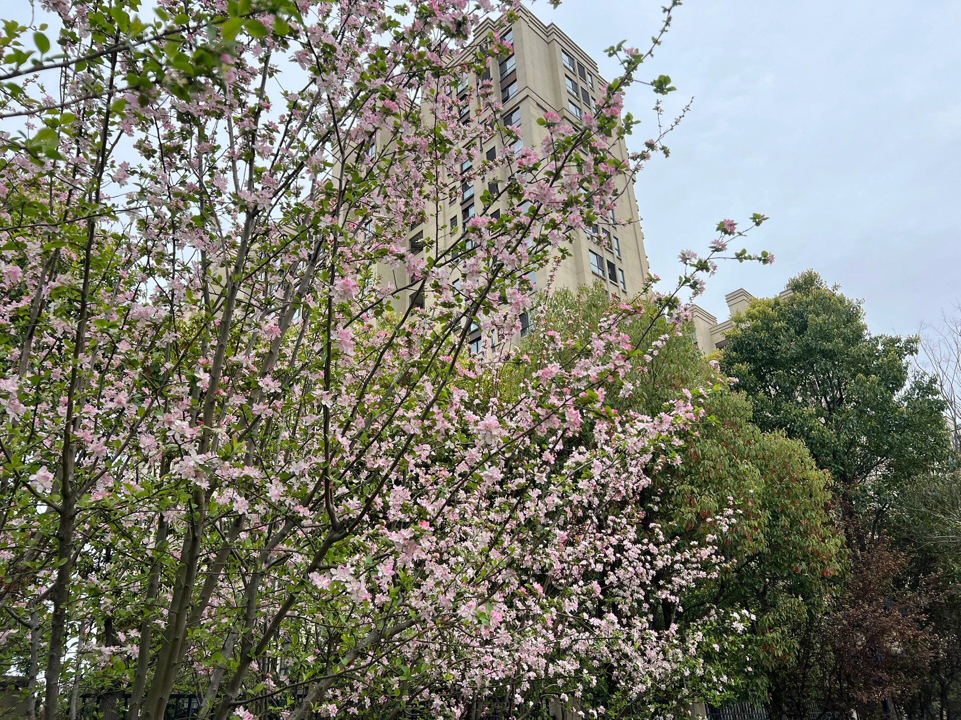 苹果花和海棠花的区别图片