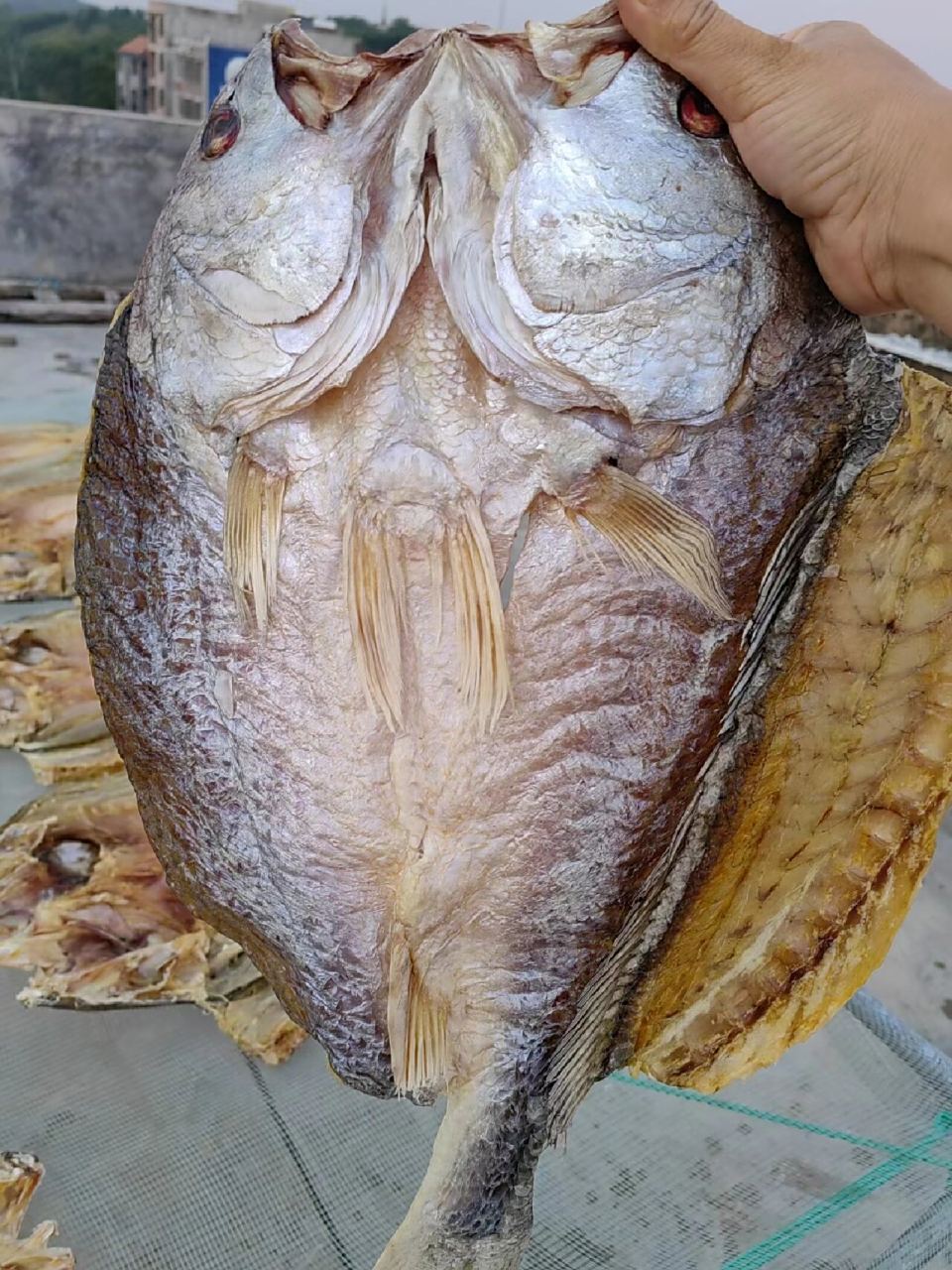 自晒大鱼干深海鱼干 67肉质新鲜紧实有嚼劲,煲五花肉味道特别棒,我