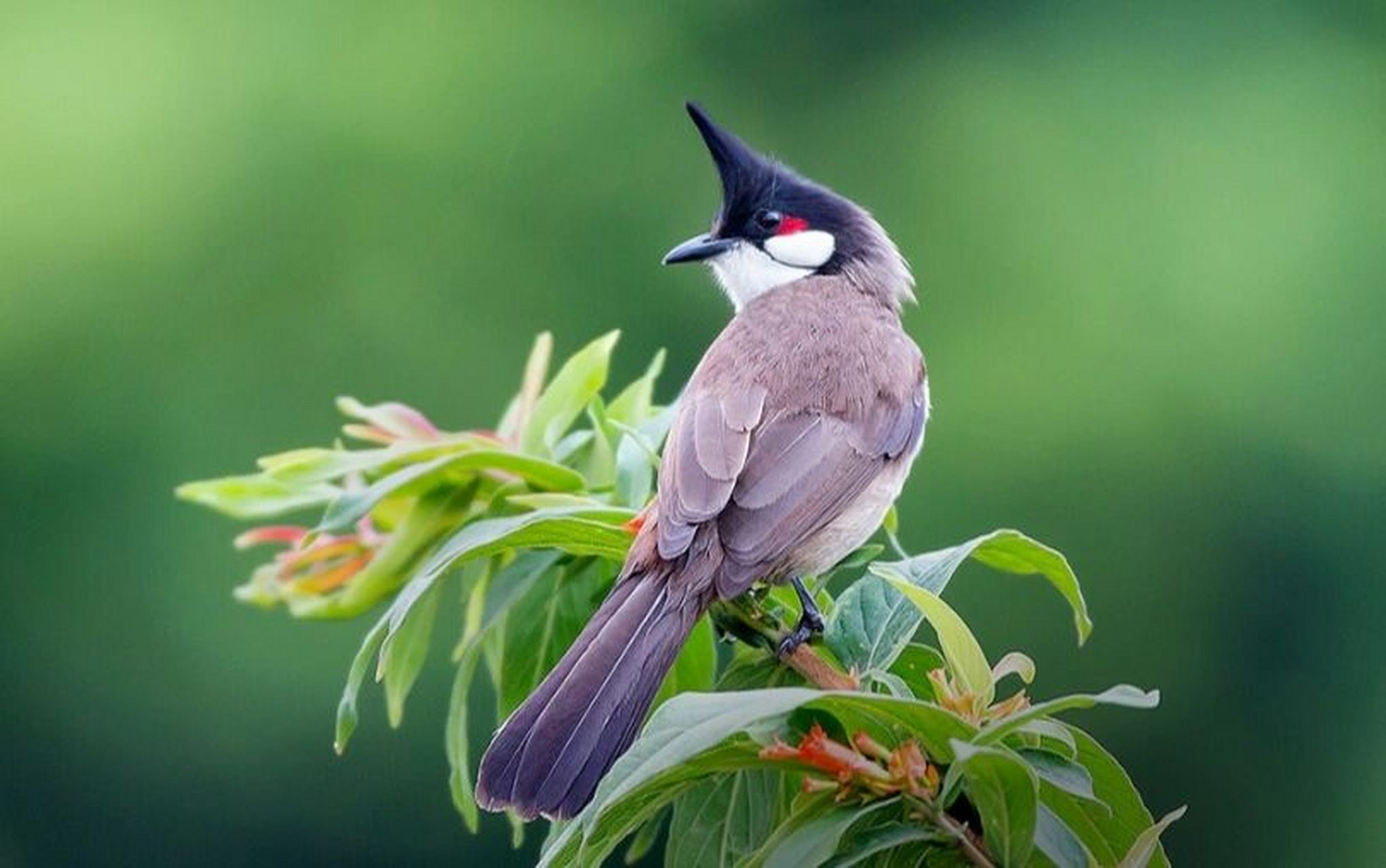 红耳鹎,集万千"才华"于一身 简单介绍下,我们是鹎科鹎属的鸟类.