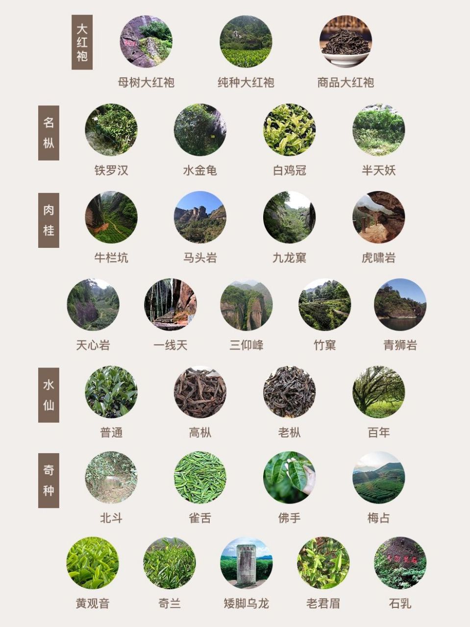 77名枞系列 福建武夷山选育成的茶树优良单株的