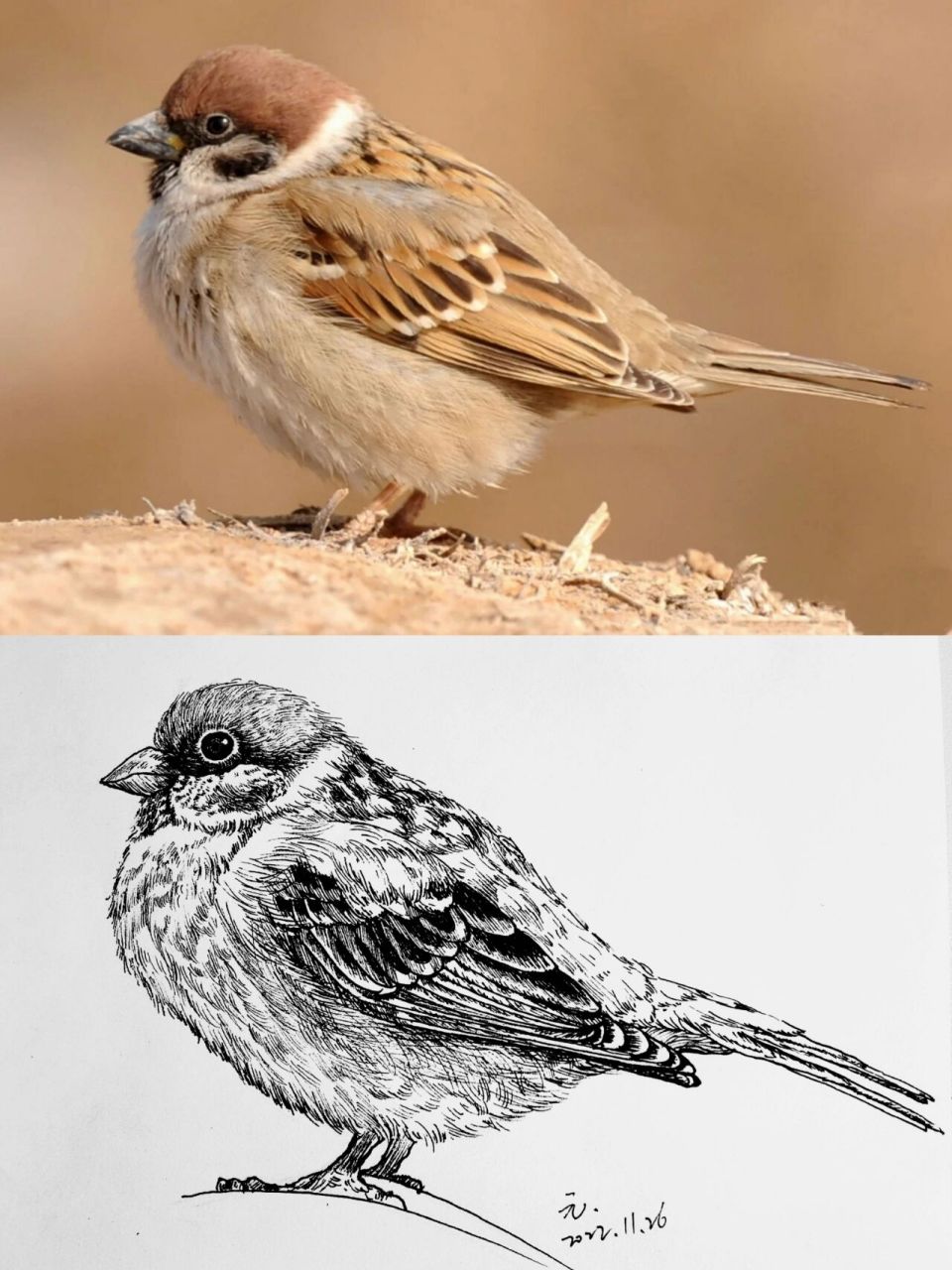 黑白线描写生动物—麻雀(包含绘画详过程) 疫情画画日常～ 67没回