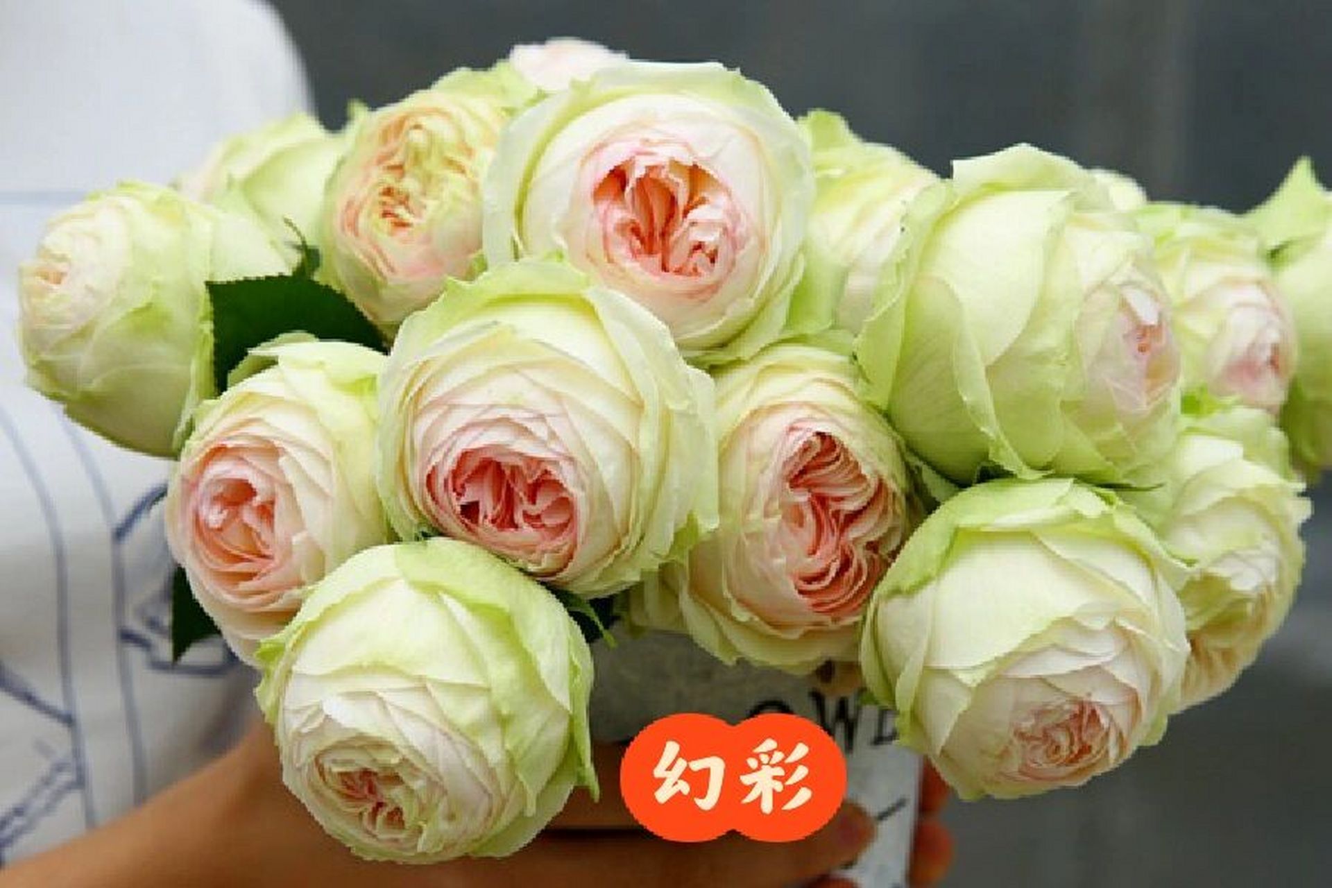 丽拉/幻彩/露凝香月季 新到裸根