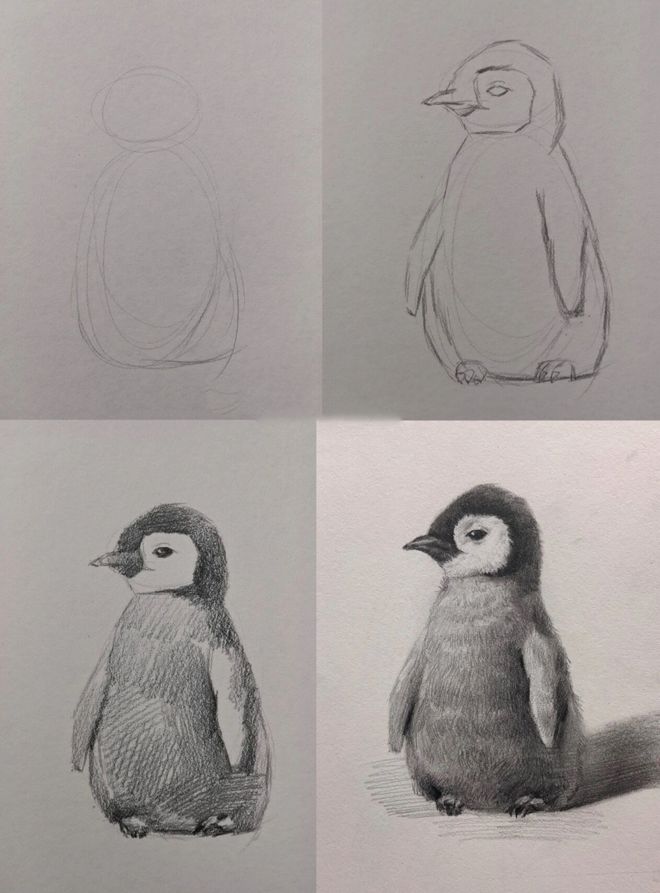 素描动物—企鹅 (图文教程) 16615椭圆概括企鹅的头部和身体(加一