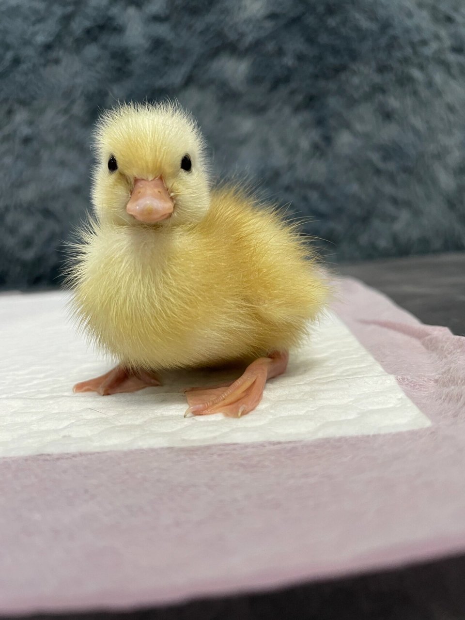 没发育好的柯尔鸭孵化30天今天自己蹬出壳啦 给大
