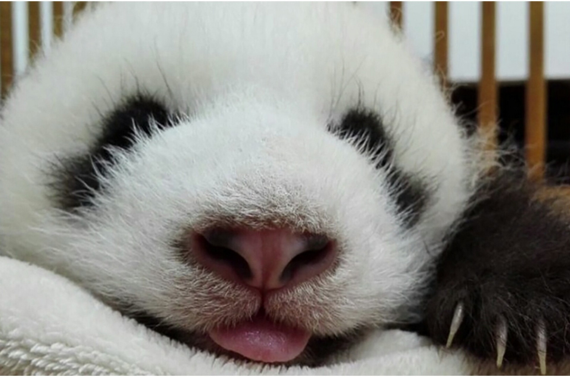 大熊猫萌兰——全世界最可爱的熊猫公仔 萌兰 雄性(帅气可爱的男孩纸