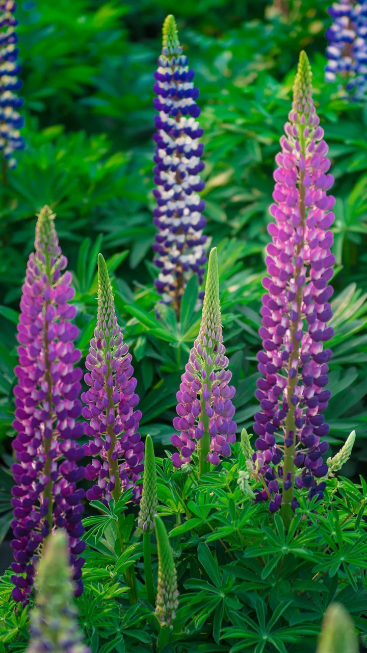 【72龙川江畔鲁冰花】也许龙川江畔的鲁冰花庄园,不是腾冲热门景点