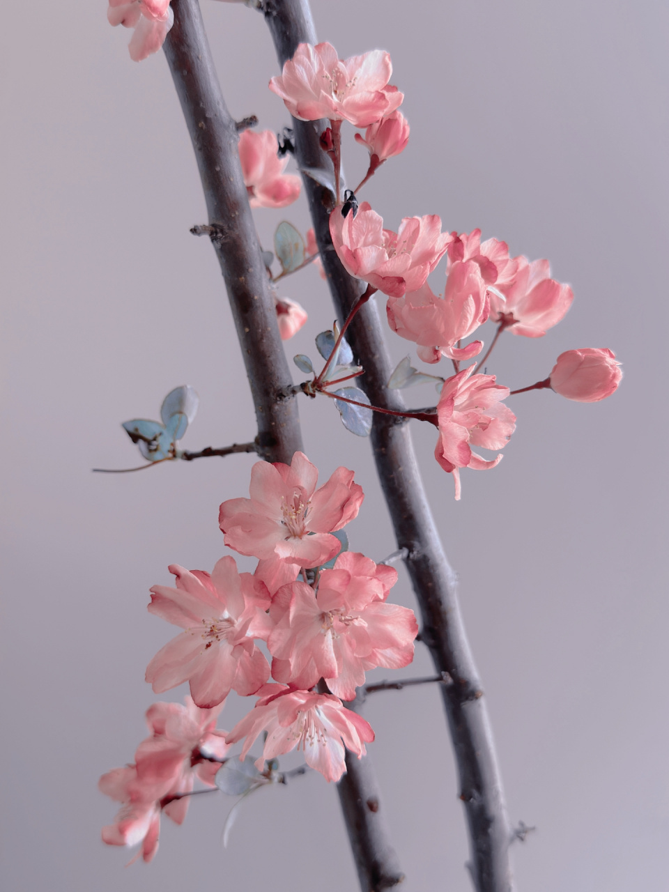 国产海棠花|花中神仙 玉堂富贵