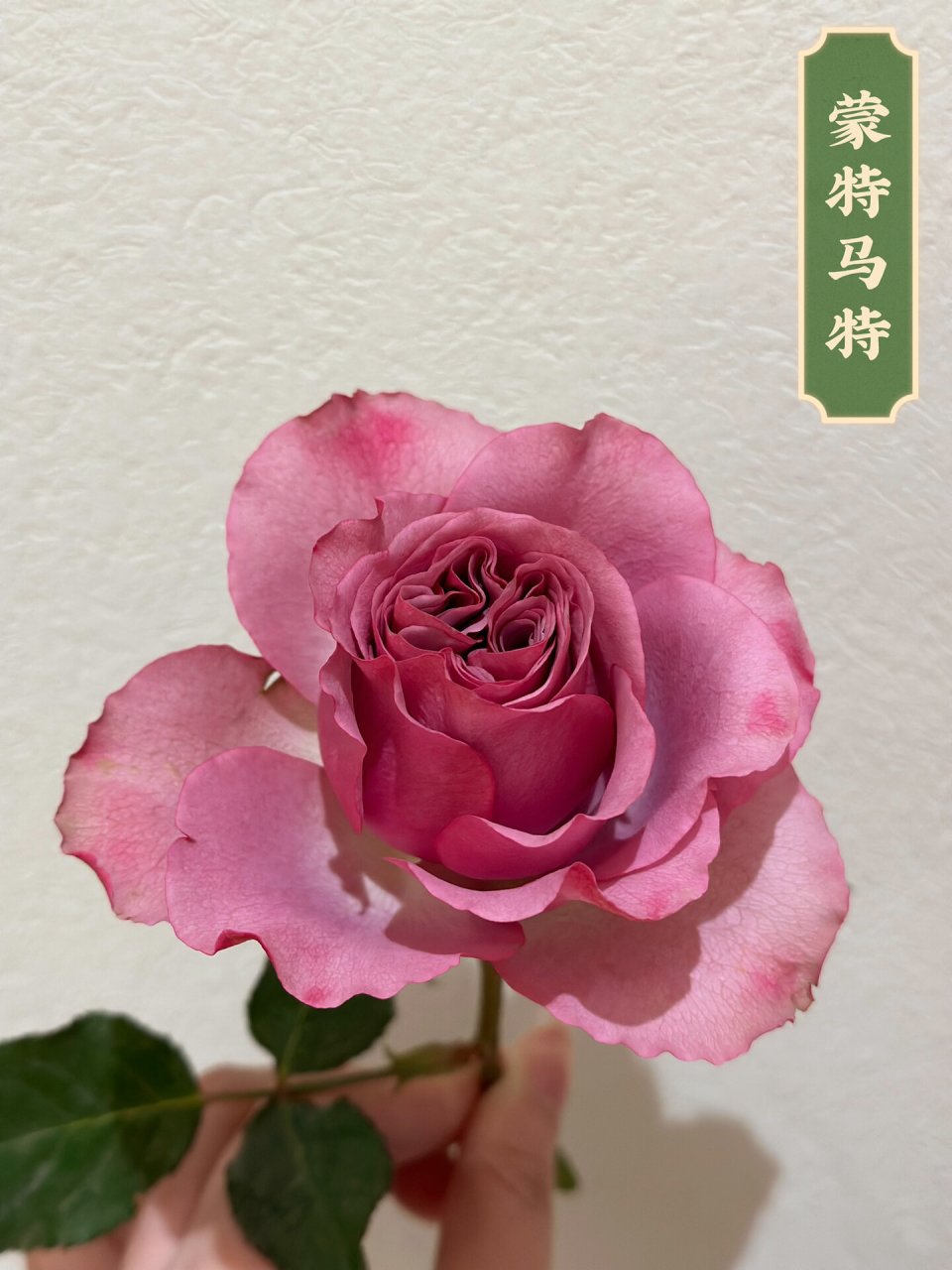 蒙特马特 月季 复古色的感觉,花形很正,杆子还蛮直的,挺适合剪下来插