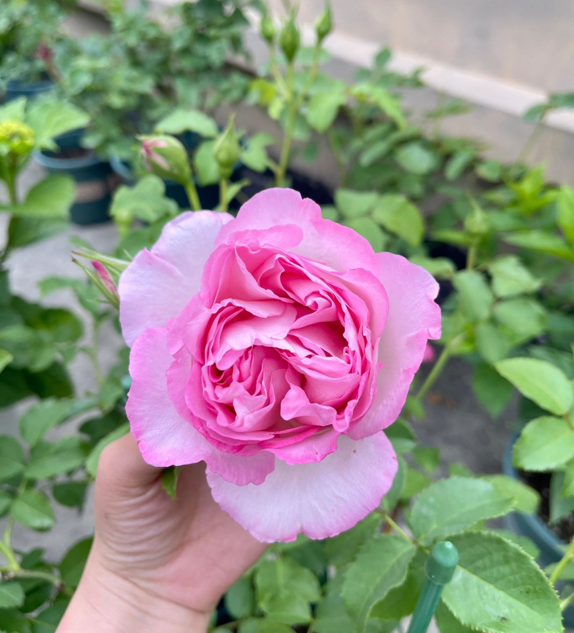 美貌但垂头的河本月季绊 绊开到后期依然好看,非常丰花,长势也很强健