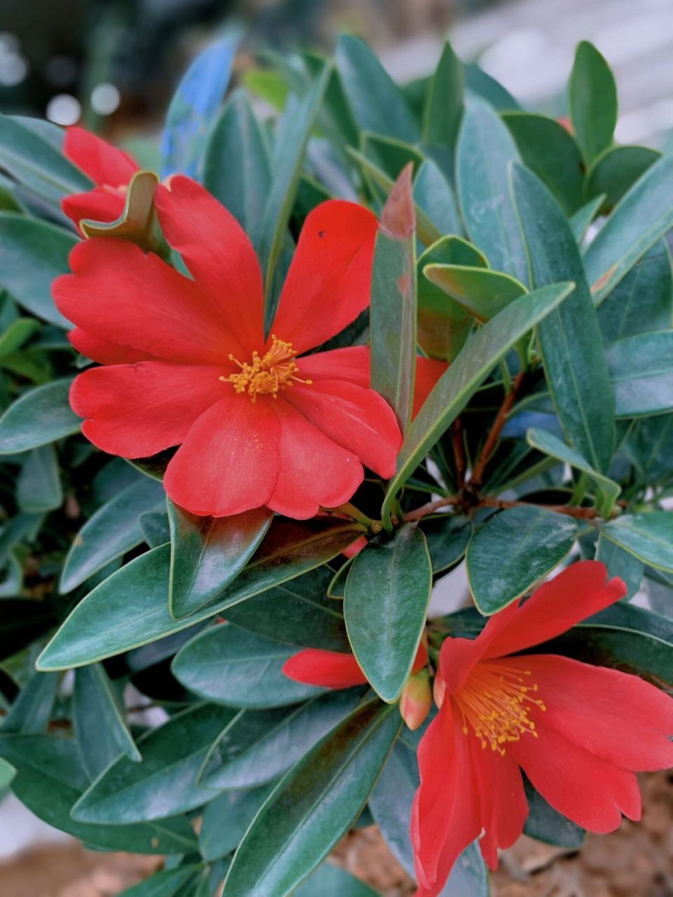 每日一花no.122——杜鹃叶山茶 杜鹃叶山茶(camellia azalea c. f. we