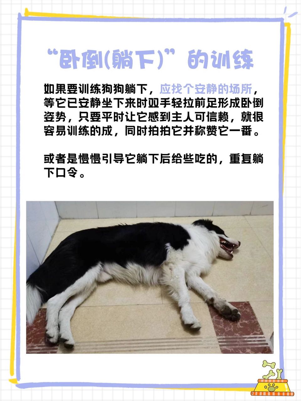 养边牧干货#边牧幼犬6大行为训练 边境牧羊犬训练方法,边牧训练教程 1