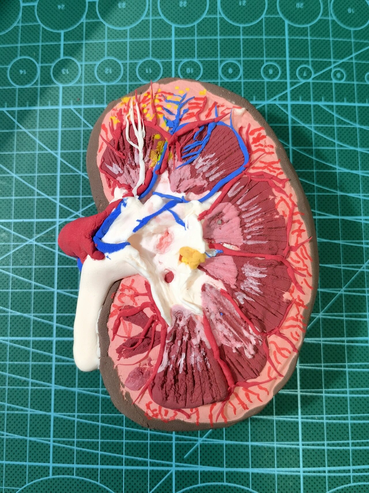 腰子09肾脏模型,粘土手工,寒假作业