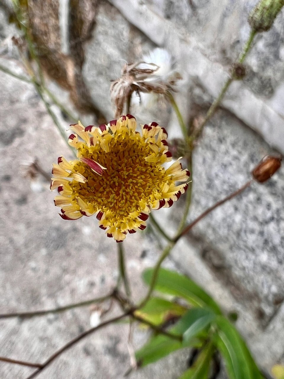 苣荬菜花图片