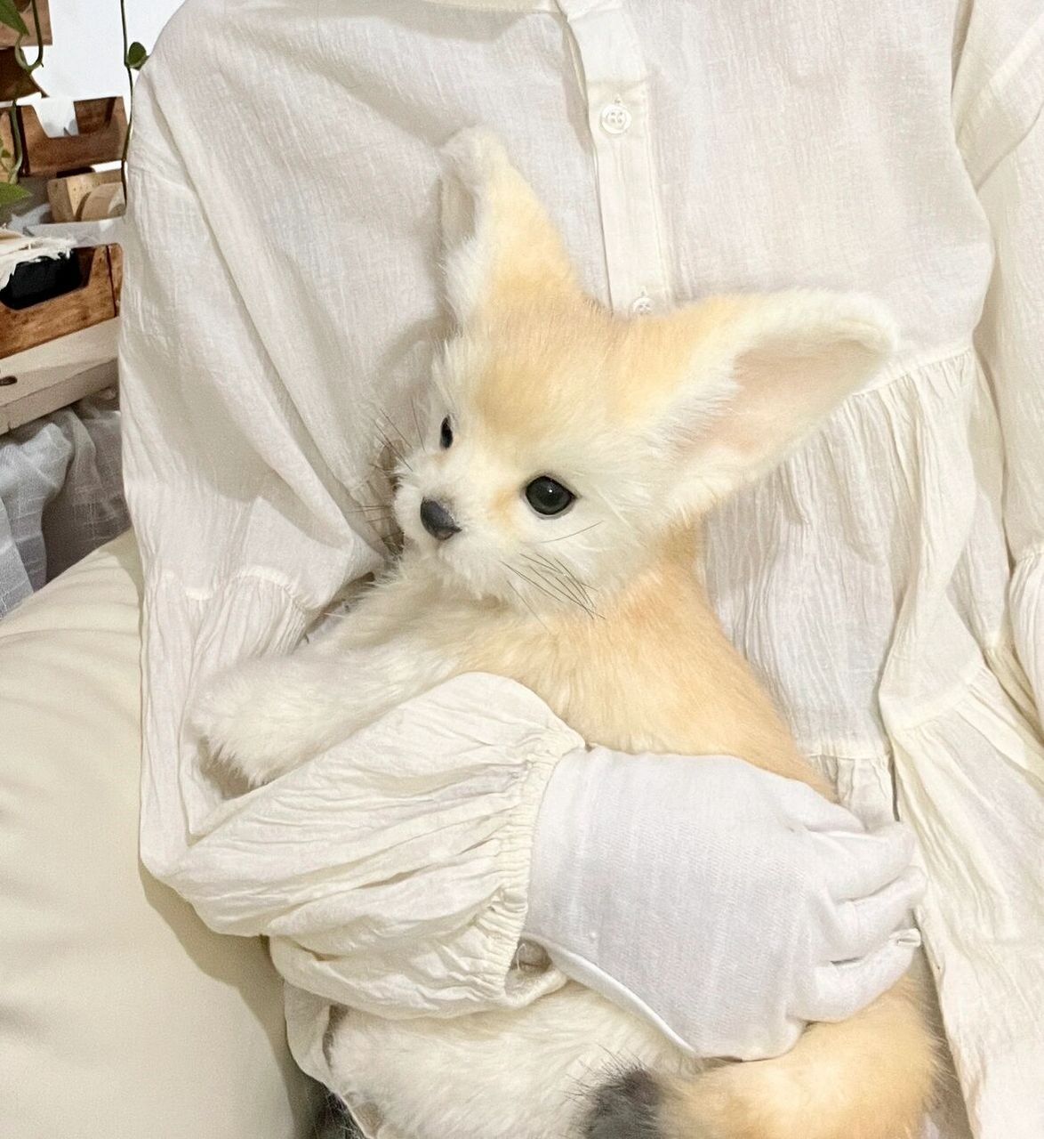 小耳廓狐 是个软糯的乖乖崽