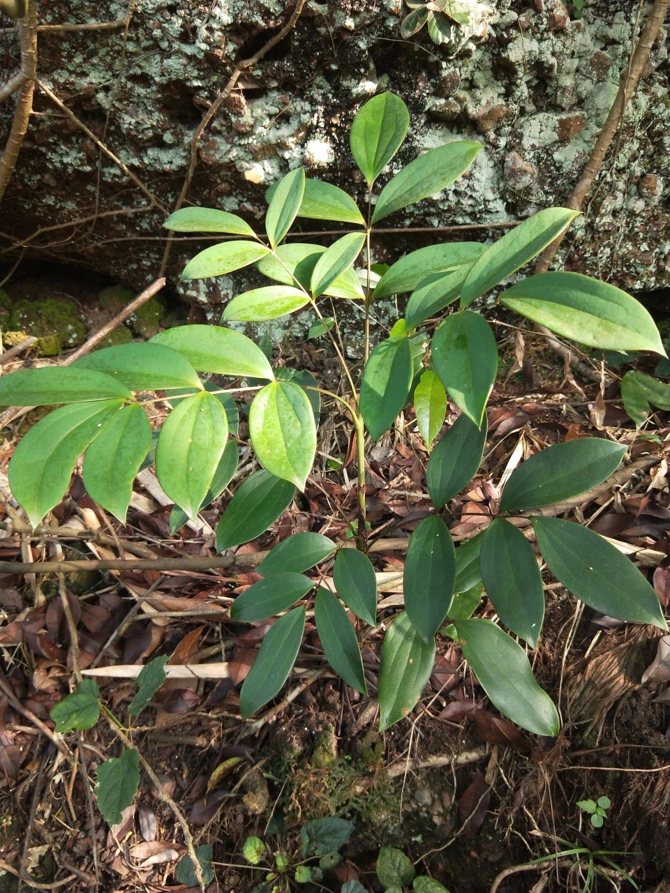 土黄连 此种绿植,本地人称之为"土黄连",叶子较硬,尾部长刺,茎和根的
