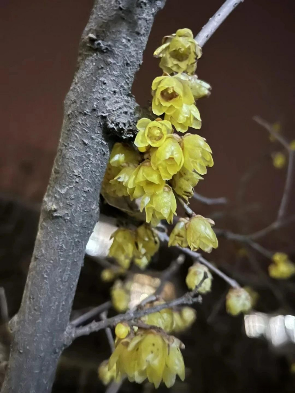 一支腊梅花图片