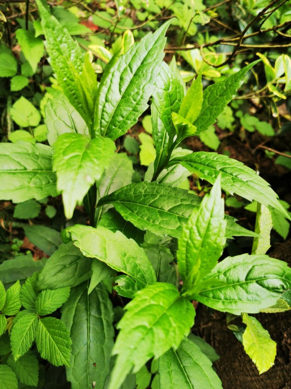 另一种马兰头 请大数据推送给隔离在家买不到菜挖光小区野菜的上海