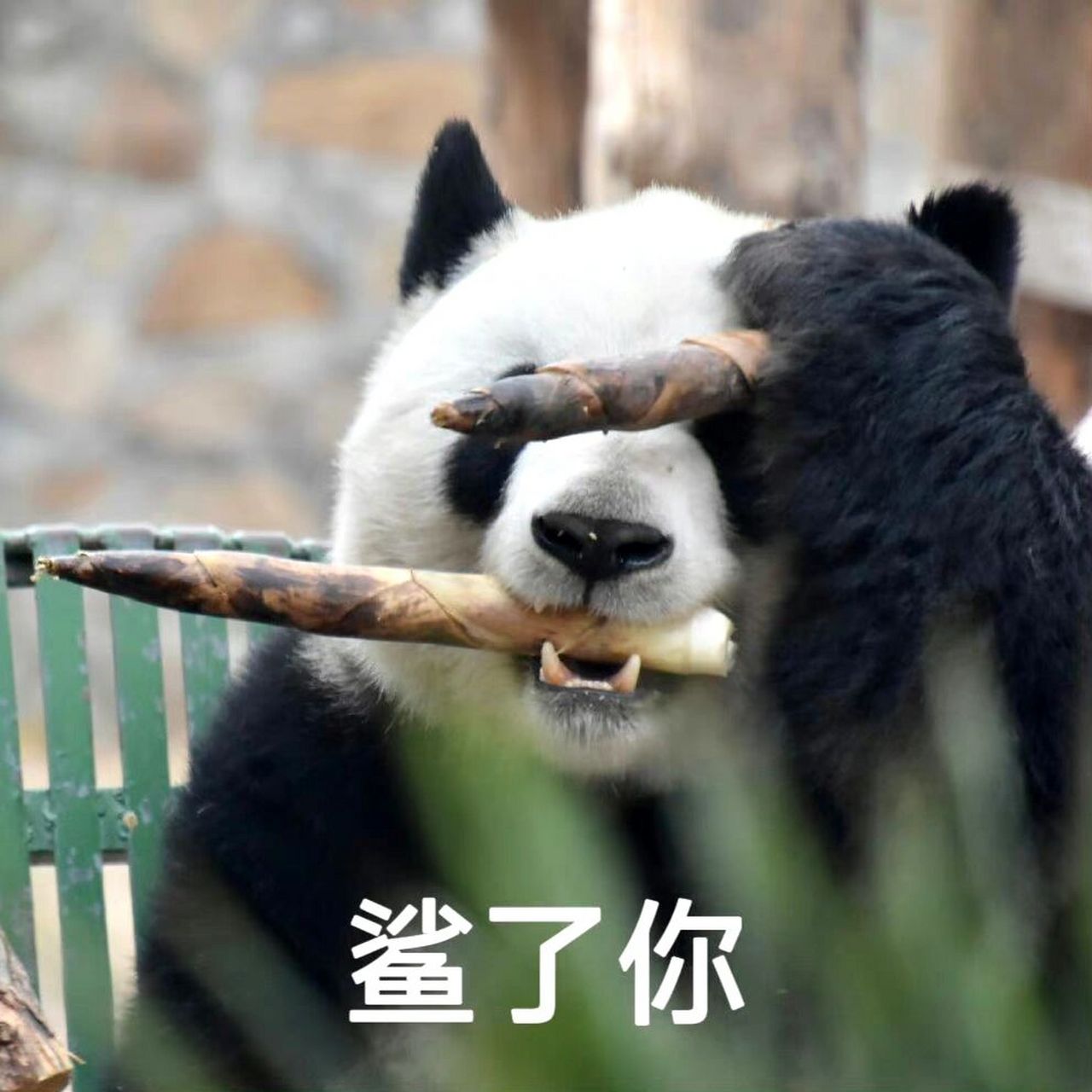 新入手么么儿表情包 萌兰,我的好大儿每个表情都这么可爱!!! 混入两张