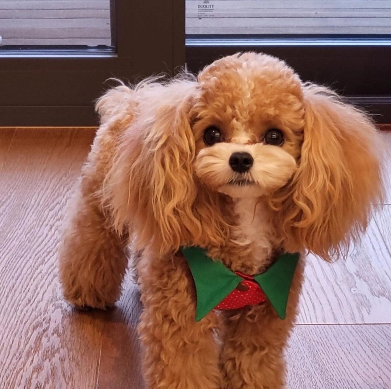 soljicdog的马尔泰成犬长大长这样 图1-图9 韩国soljicdog毕业的