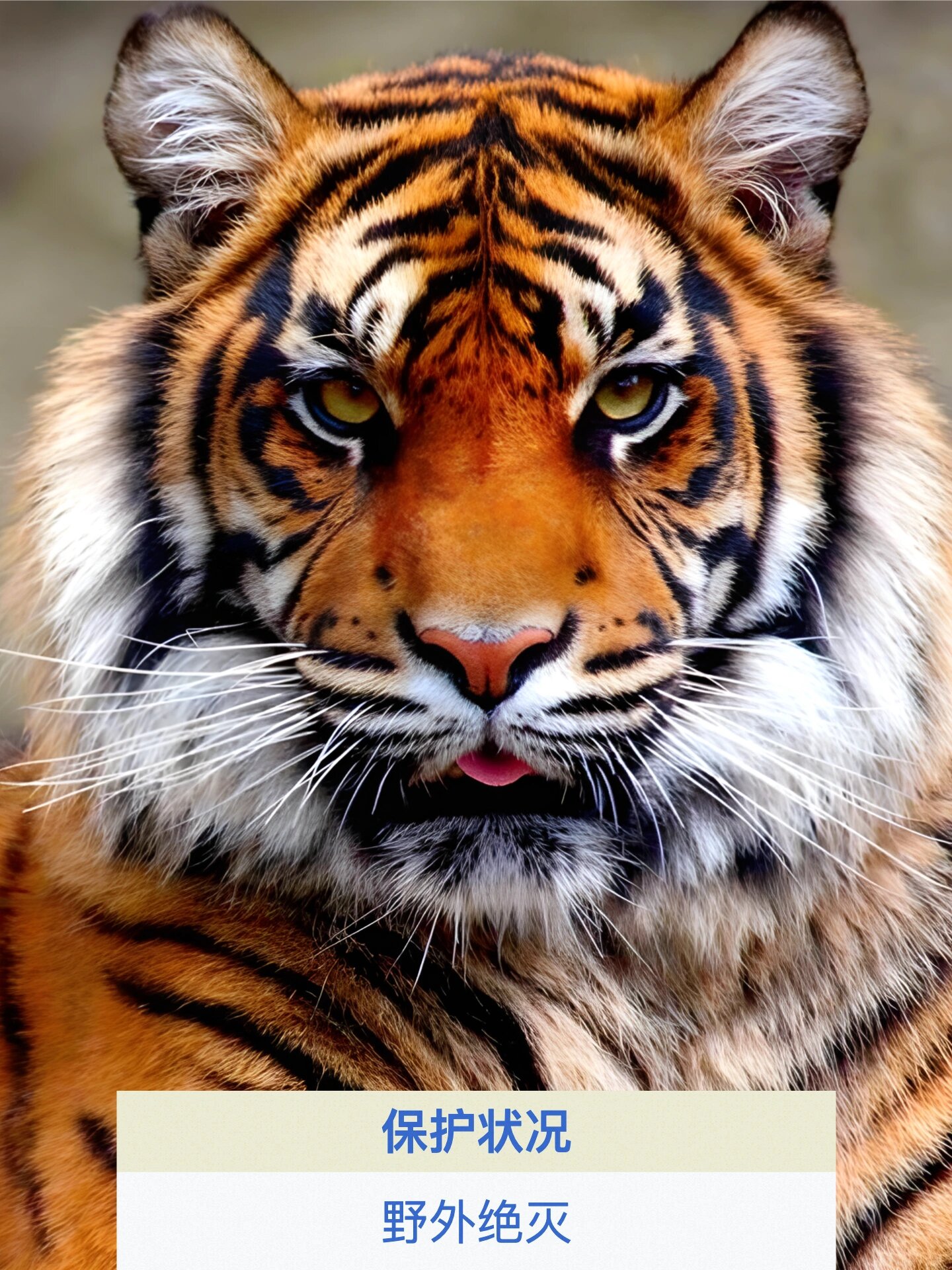 93每天认识一种濒危动物——华南虎