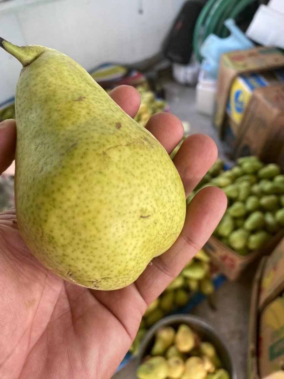 绿色,天然,健康的三季梨 三季梨,也叫巴梨,别看