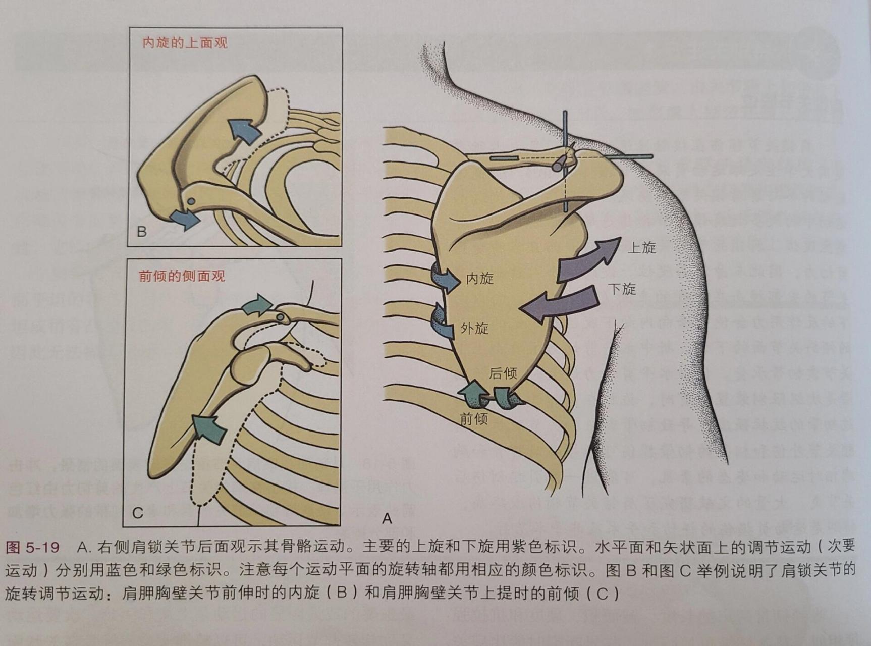 肩峰锁骨关节图片