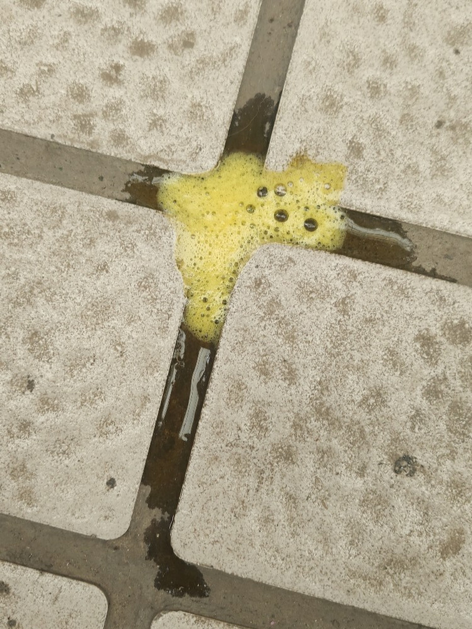 求助狗狗吐的黄色泡沫液体是什么情况?怎么治疗?精神不活泼的状态