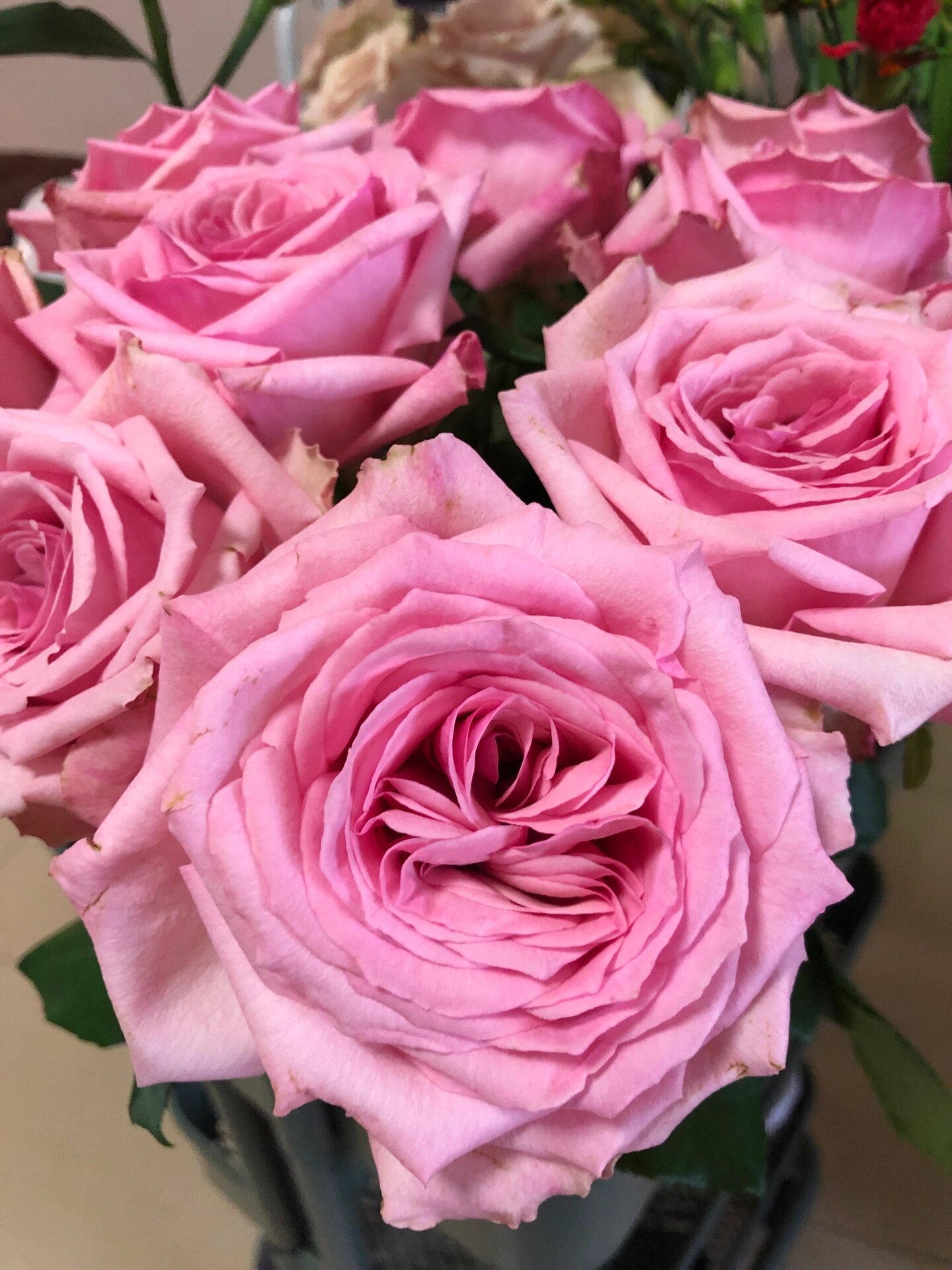 复古粉色.花头巨大,荔枝浓香.