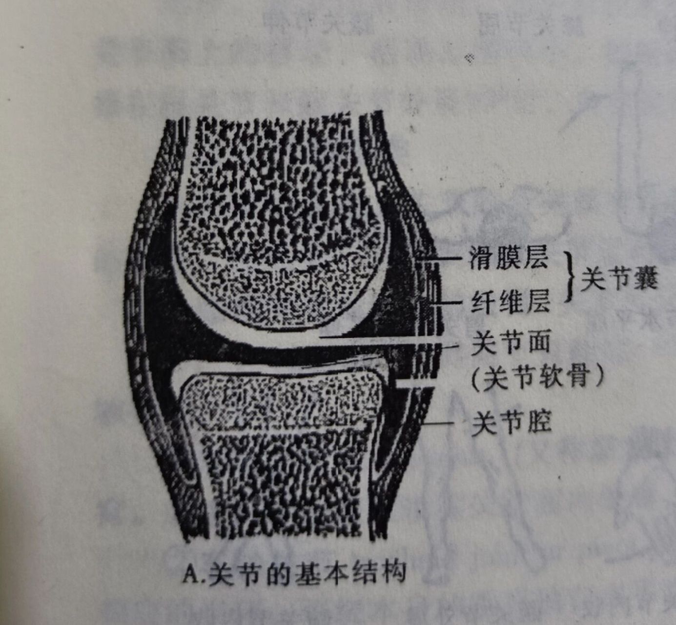 髌下囊图片