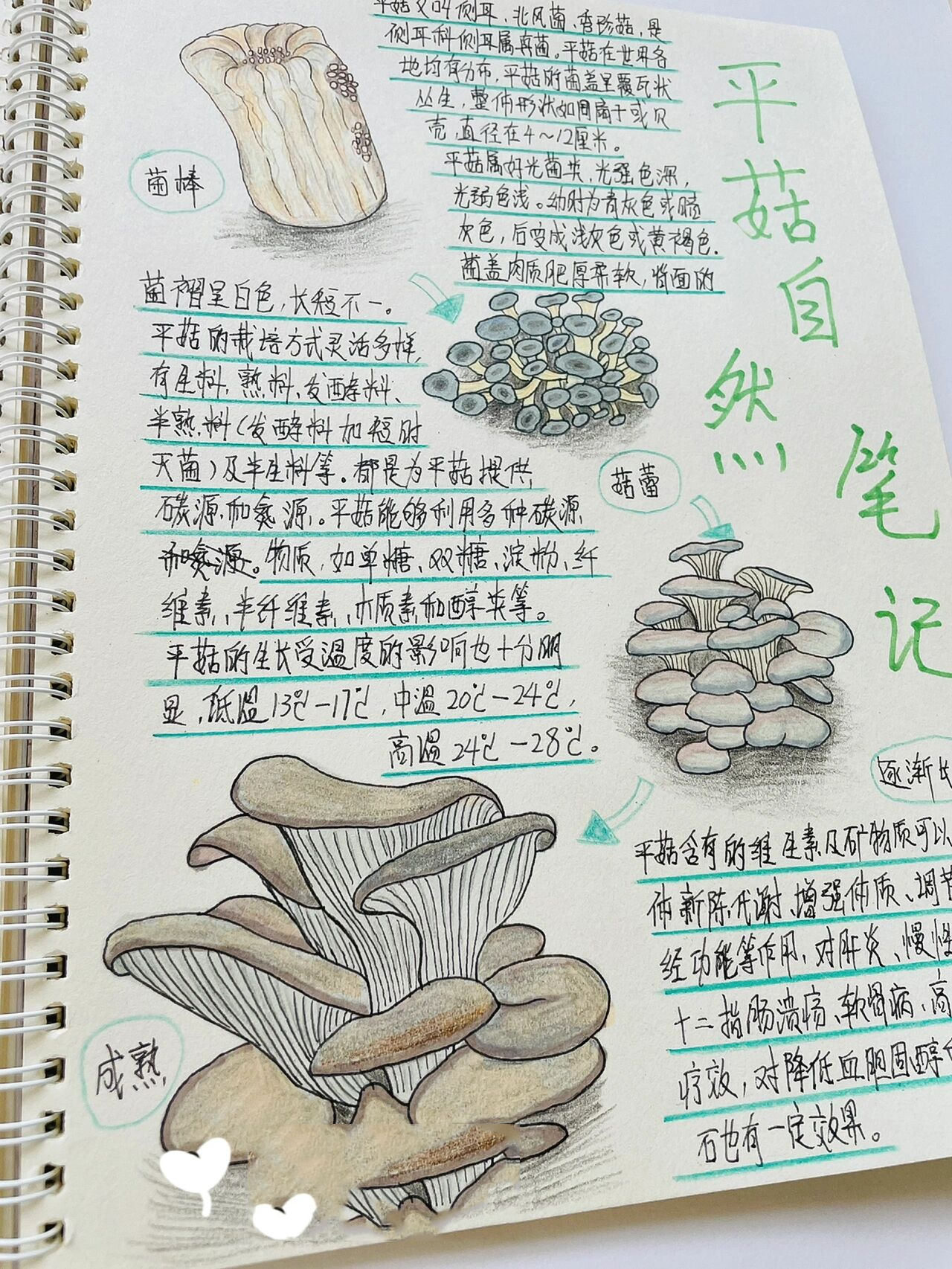 原创自然笔记-平菇 平菇的营养价值真的太高了,能改善人体新陈代谢