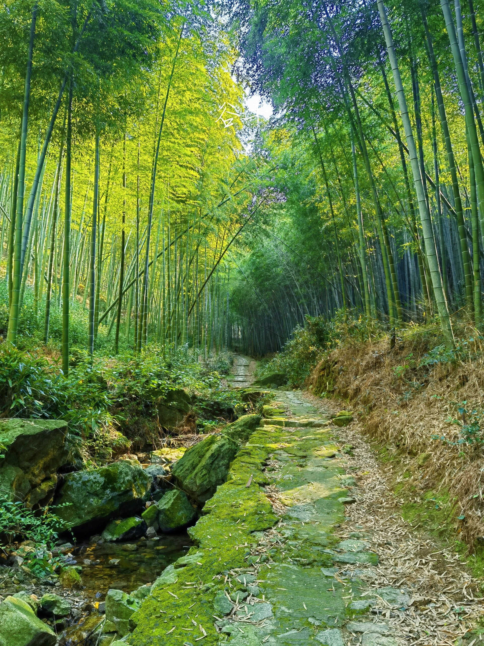 桃花岭古道图片