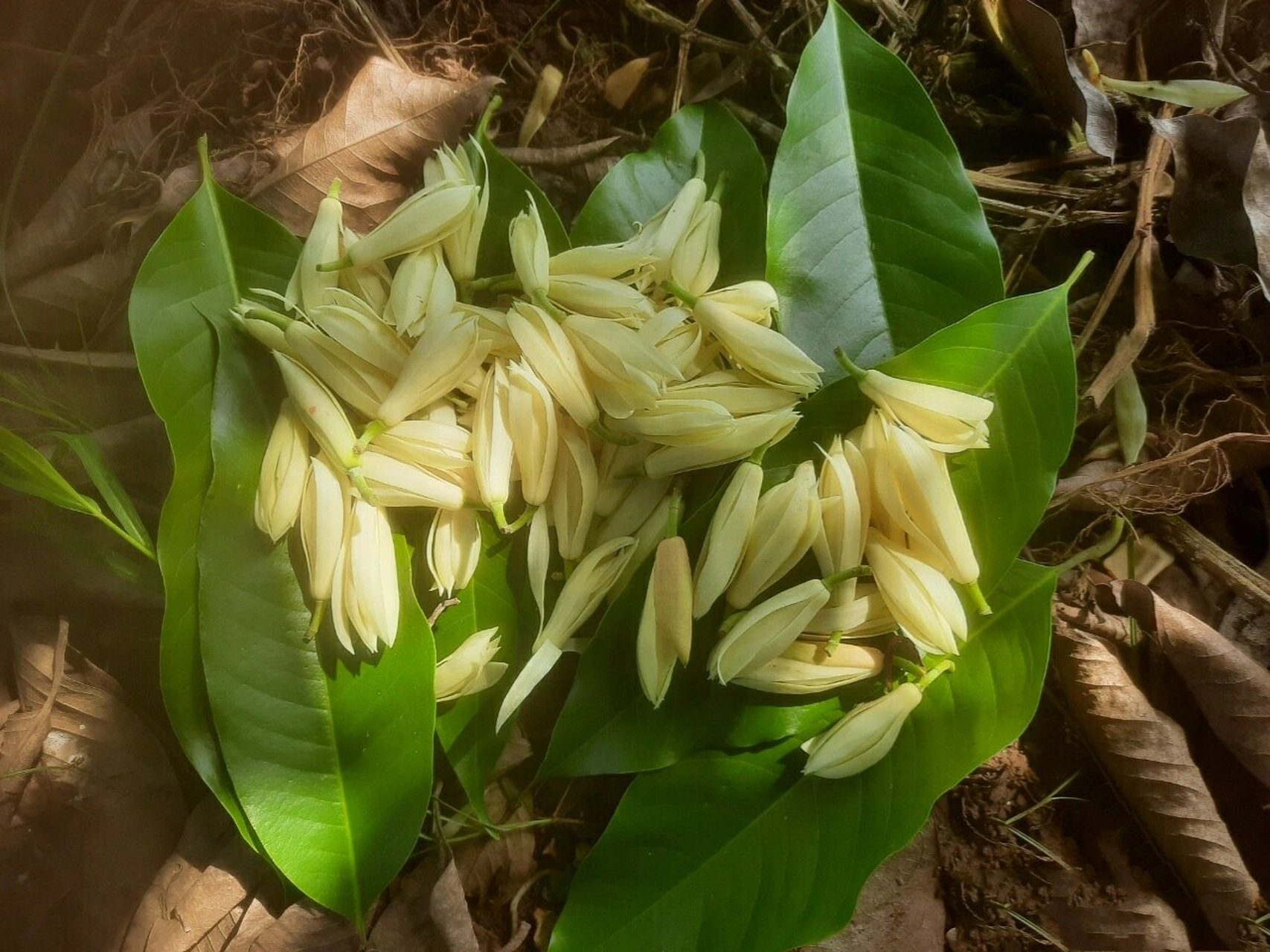 白玉兰花 摘到了黄桷兰香94