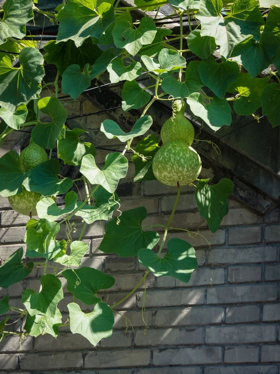 胡同里,白胡子老爷爷骑车经过,身后的葫芦藤已是硕果累累,仿佛听见