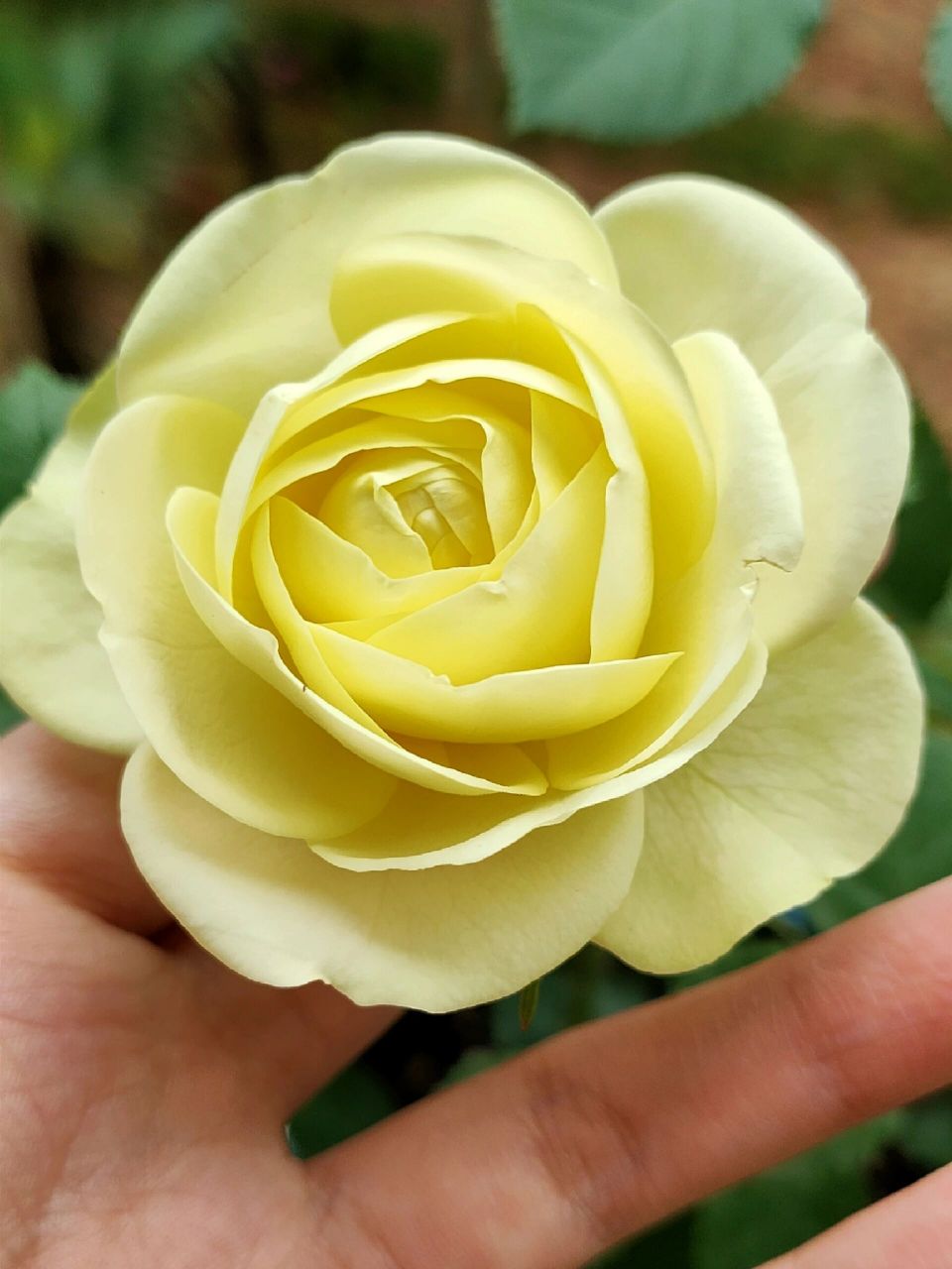 适合新手种植的奶油龙沙月季,花期超长 无刺,随便种就能开好多花,开花