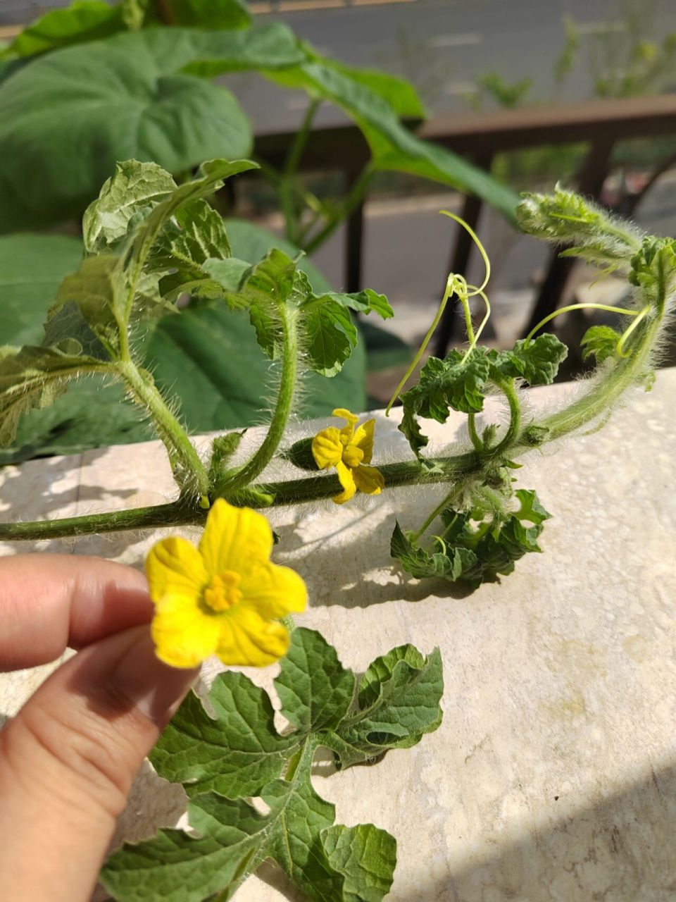 一共有三颗西瓜,这颗真是太给力了,在这朵花之前我已经掐掉一个小